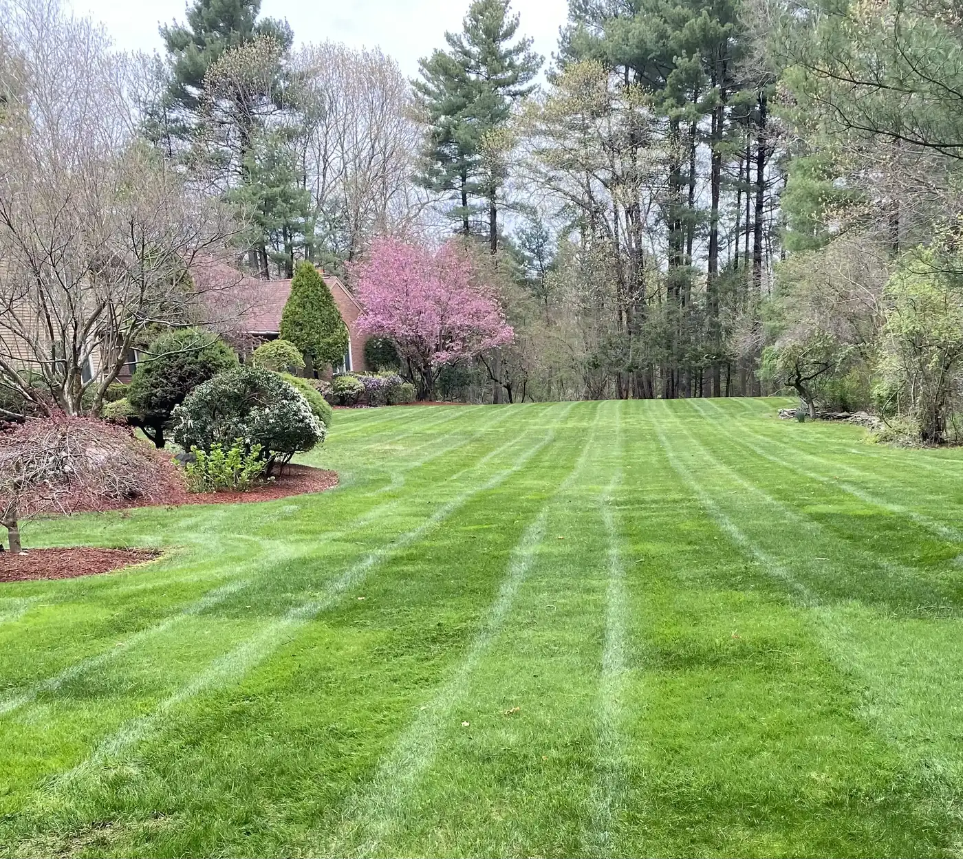 Freshly striped lawn with mature planting beds