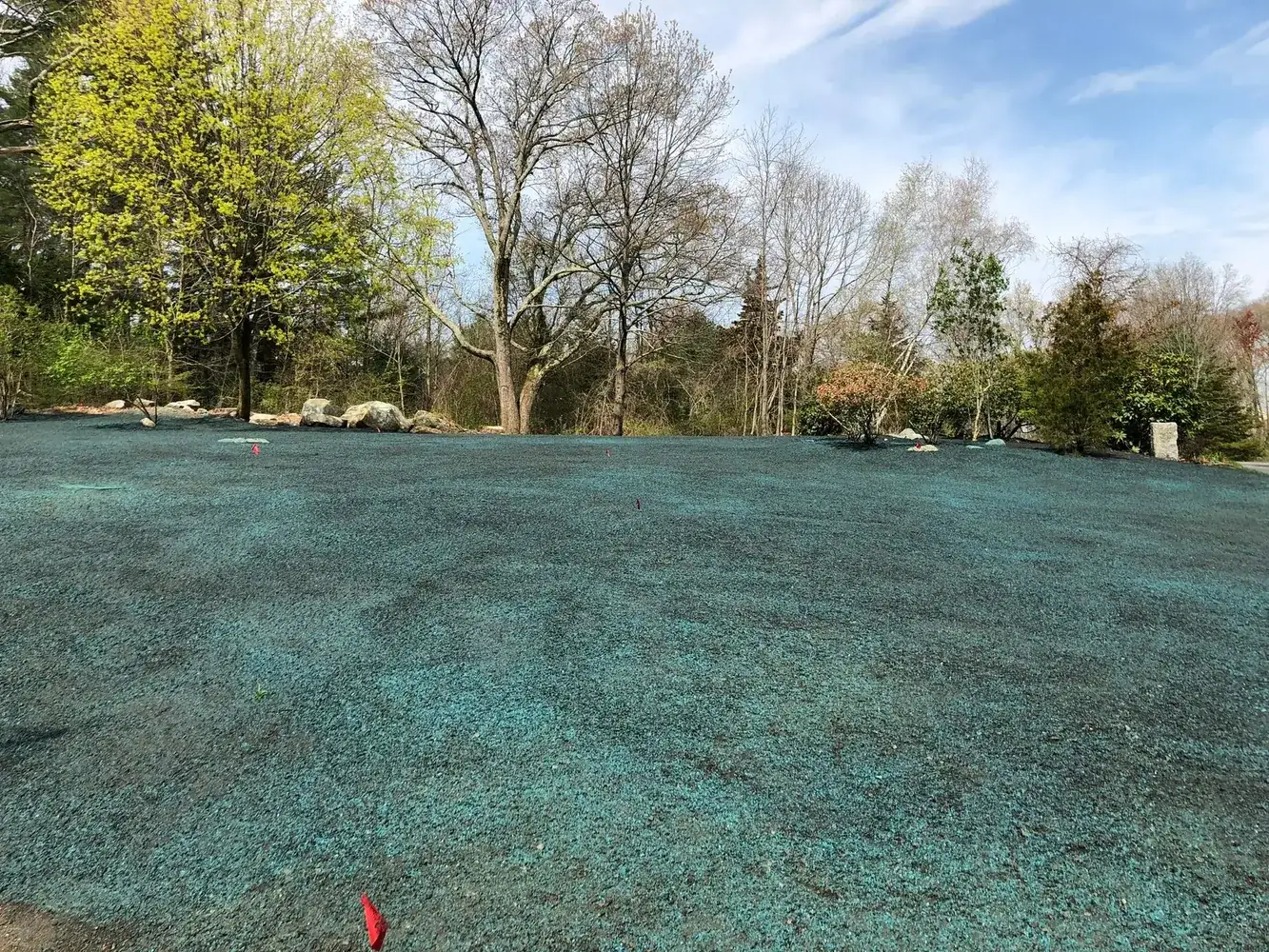 New lawn greening in after grading