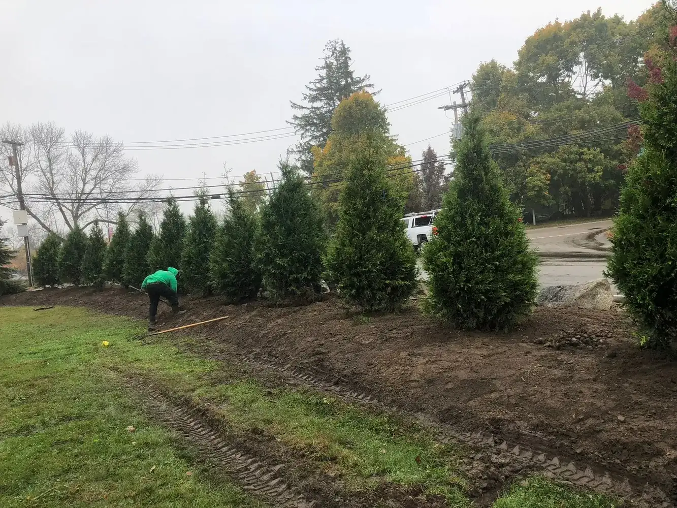 Row of newly planted arborvitae screening trees